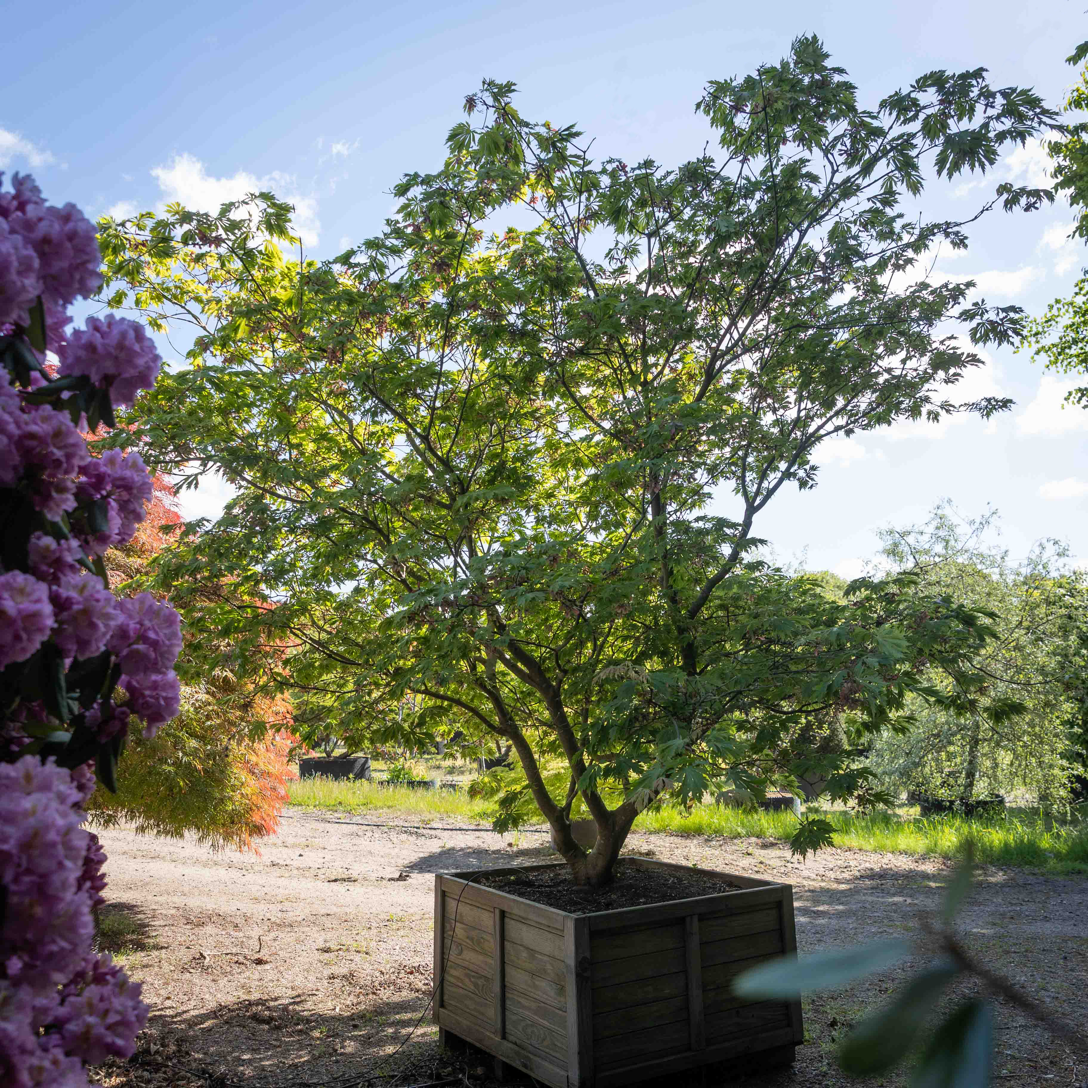 Acer japonicum 'Aconitifolium' VJ